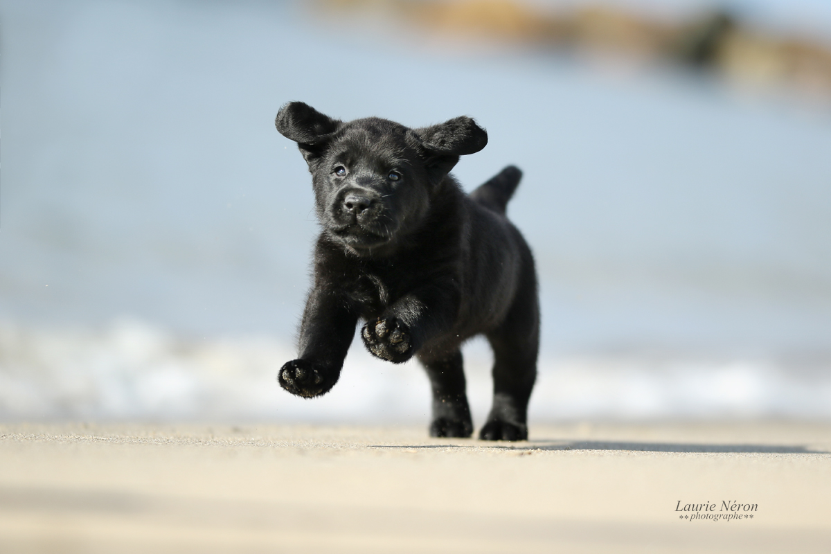 Puppies de Taylor et Star